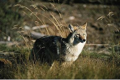 《星球大战：亡命之徒》十月更新路线图：主要改进游戏体验